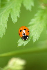 marienkäfer, käfer, coccinellidae