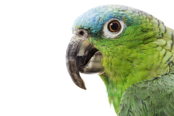 Obraz premium Blue-naped Amazon Parrot