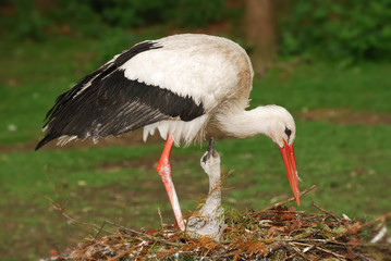 stork