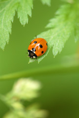 marienk&auml;fer, k&auml;fer, coccinellidae