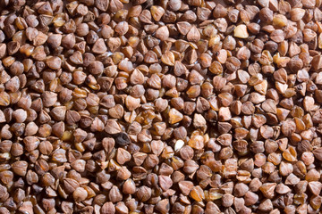buckwheat