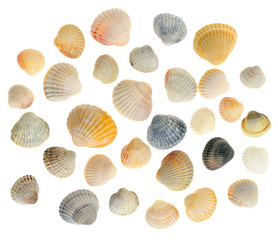 Cockleshells set