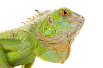 iguana