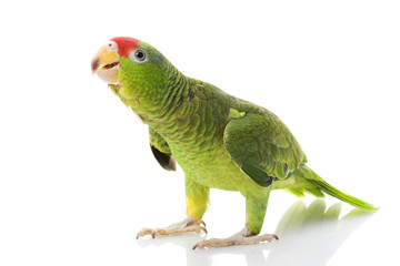 Naklejka premium Mexican Red-headed Amazon Parrot