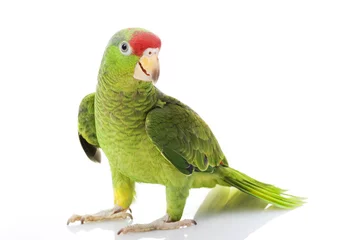 Abwaschbare Fototapete Papagei Mexikanische rothaarige Amazonaspapagei