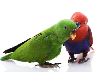 Solomon Island Eclectus Parrots