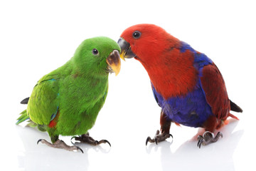 Solomon Island Eclectus Parrots