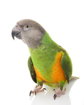 Senegal Parrot