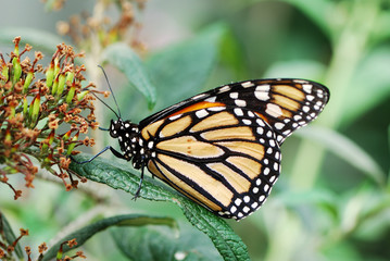 Monarch butterfly