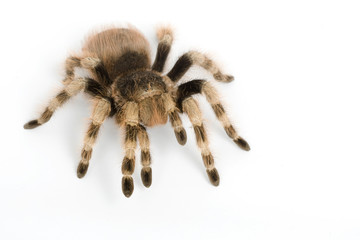 Brazilian Black and White Tarantula