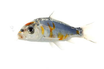 Silver Koi Fish