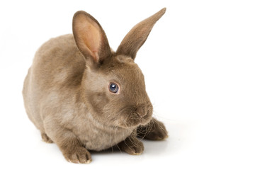 Brown Rabbit