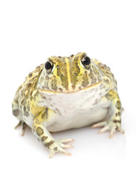 African Bullfrog/Pixie Frog