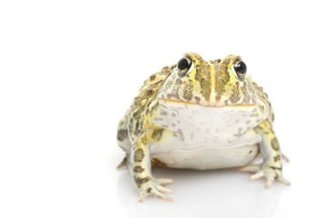 African Bullfrog/Pixie Frog