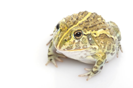 African Bullfrog/Pixie Frog
