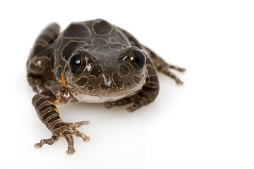 Tiger Leg Monkey Tree Frog