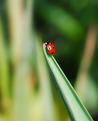 Ladybug