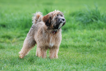 Naklejka na ściany i meble Tibetan terrier