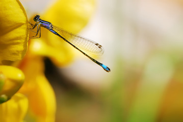 Damselfly on a yellow flower
