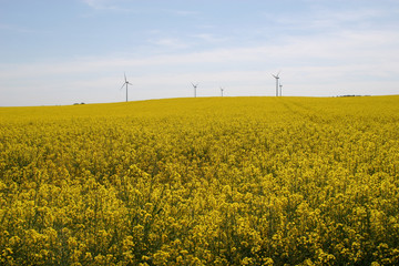 Windräder im Rapsfeld