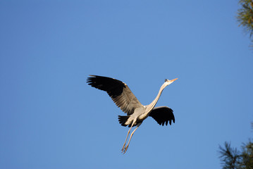 graureiher, reiher, vogel