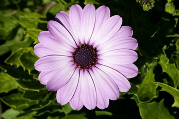 Purple pink daisy flower, green leaves, outdoors