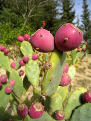 figue de barabarie
