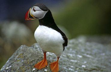 Papageientaucher in Island