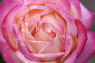 Fototapeta na wymiar Colorful rose flower macro