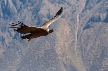 Condor passing by in Colca Canyon
