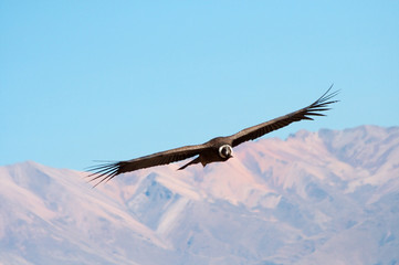 Condor passing by in Colca Canyon
