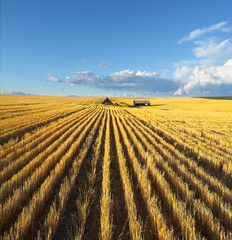 The fields of Montana