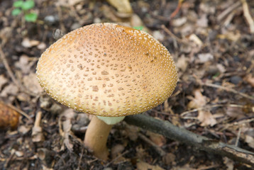 Amanita muscaria fungi cap