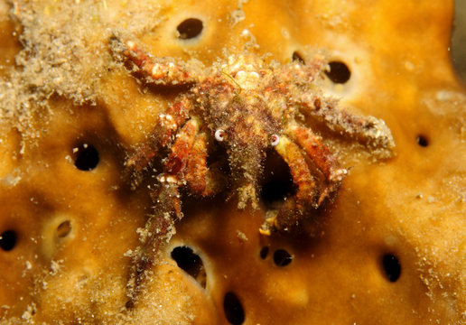 Spider crab (Majidae)