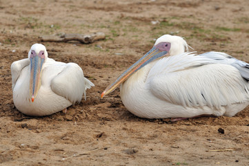 pair of pelicans