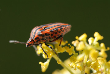 streifenwanze, graphosoma lineatum, insekt