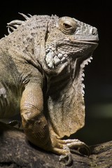 Grüner Leguan
