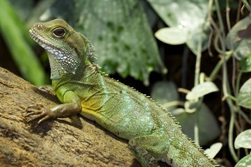 Wasseragame