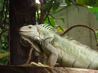 Eidechse im Terrarium