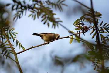 sperling, spatzen, vogel