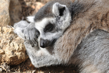 slleping lemur