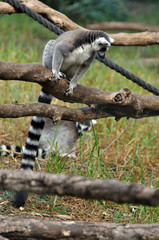 Lemur sitting on a branch