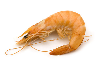 single shrimp on white background