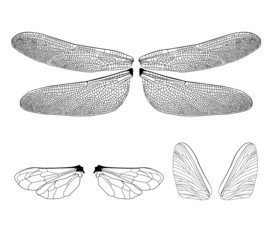 Wings of insects