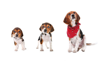 Beagle puppy growth stages