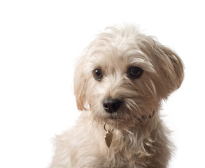 Dog sitting with white background.
