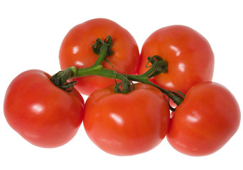 tomatoes on a branch, isolated