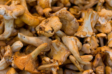 Fresh chanterelles pattern