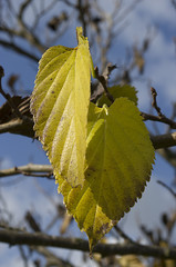 autumn afternoon VI