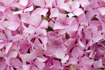 Hortensia rose